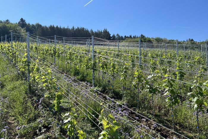 Privat-Weingut Schlumberger-Bernhart