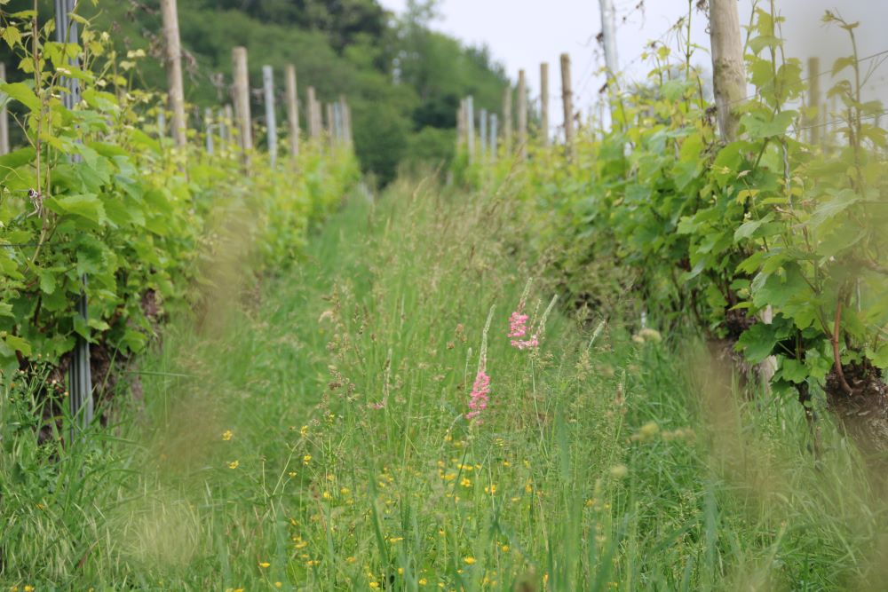 Privat-Weingut Schlumberger-Bernhart