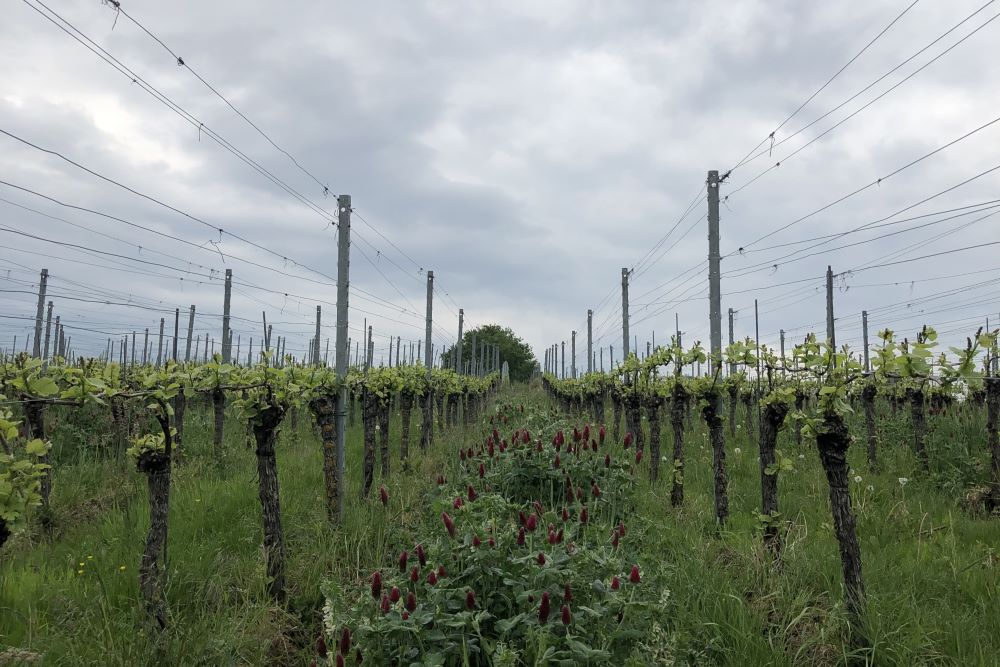 Privat-Weingut Schlumberger-Bernhart