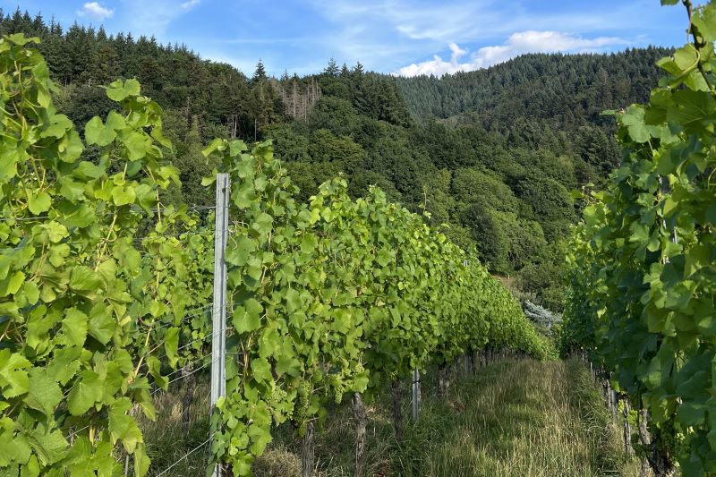 Privat-Weingut Schlumberger-Bernhart